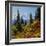 Mt Rainier Above Autumn Huckleberry, Chinook Pass, Washington, USA-Charles Gurche-Framed Photographic Print