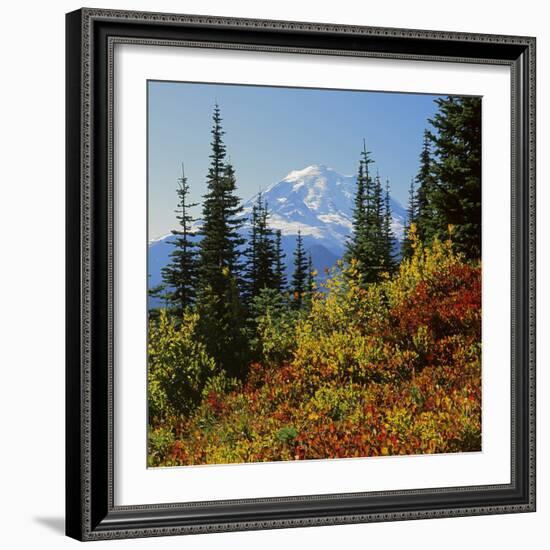 Mt Rainier Above Autumn Huckleberry, Chinook Pass, Washington, USA-Charles Gurche-Framed Photographic Print