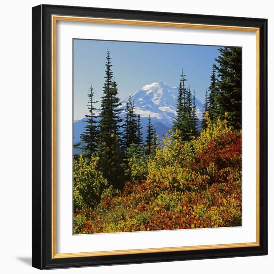 Mt Rainier Above Autumn Huckleberry, Chinook Pass, Washington, USA-Charles Gurche-Framed Photographic Print