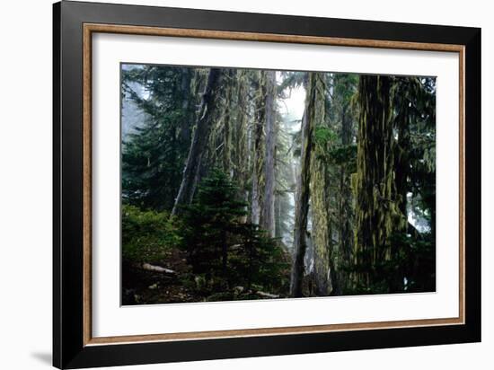 Mt. Rainier Forest-Robert Goldwitz-Framed Photographic Print