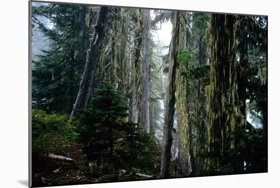 Mt. Rainier Forest-Robert Goldwitz-Mounted Photographic Print