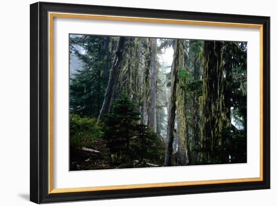 Mt. Rainier Forest-Robert Goldwitz-Framed Photographic Print