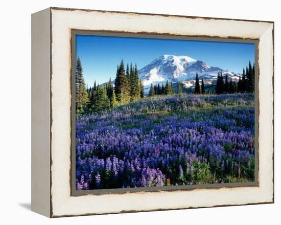 Mt. Rainier from Mazama Ridge, Mount Rainier National Park, Washington, USA-Jamie & Judy Wild-Framed Premier Image Canvas