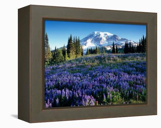 Mt. Rainier from Mazama Ridge, Mount Rainier National Park, Washington, USA-Jamie & Judy Wild-Framed Premier Image Canvas