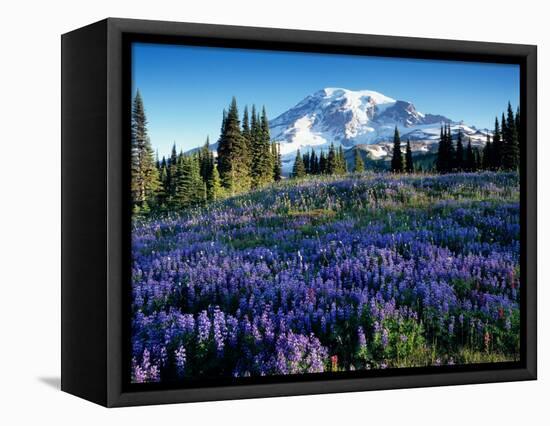 Mt. Rainier from Mazama Ridge, Mount Rainier National Park, Washington, USA-Jamie & Judy Wild-Framed Premier Image Canvas