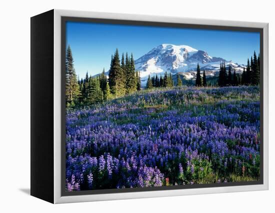 Mt. Rainier from Mazama Ridge, Mount Rainier National Park, Washington, USA-Jamie & Judy Wild-Framed Premier Image Canvas