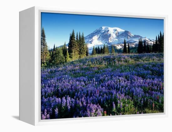 Mt. Rainier from Mazama Ridge, Mount Rainier National Park, Washington, USA-Jamie & Judy Wild-Framed Premier Image Canvas