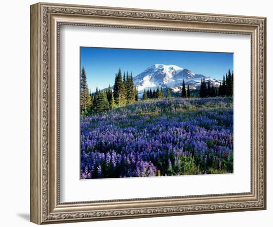 Mt. Rainier from Mazama Ridge, Mount Rainier National Park, Washington, USA-Jamie & Judy Wild-Framed Photographic Print