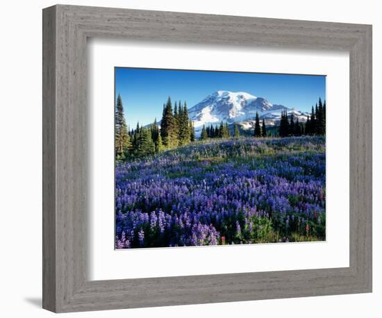 Mt. Rainier from Mazama Ridge, Mount Rainier National Park, Washington, USA-Jamie & Judy Wild-Framed Photographic Print