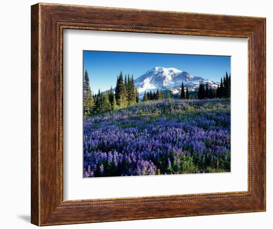 Mt. Rainier from Mazama Ridge, Mount Rainier National Park, Washington, USA-Jamie & Judy Wild-Framed Photographic Print