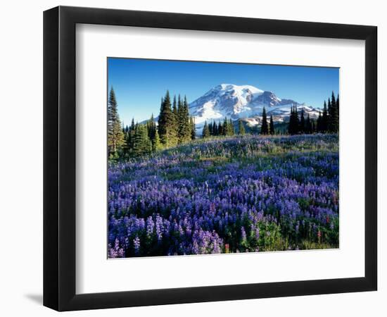 Mt. Rainier from Mazama Ridge, Mount Rainier National Park, Washington, USA-Jamie & Judy Wild-Framed Photographic Print