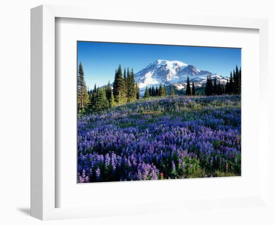 Mt. Rainier from Mazama Ridge, Mount Rainier National Park, Washington, USA-Jamie & Judy Wild-Framed Photographic Print