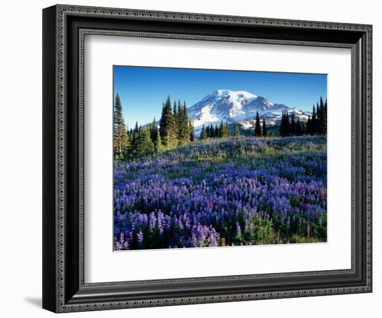 Mt. Rainier from Mazama Ridge, Mount Rainier National Park, Washington, USA-Jamie & Judy Wild-Framed Photographic Print