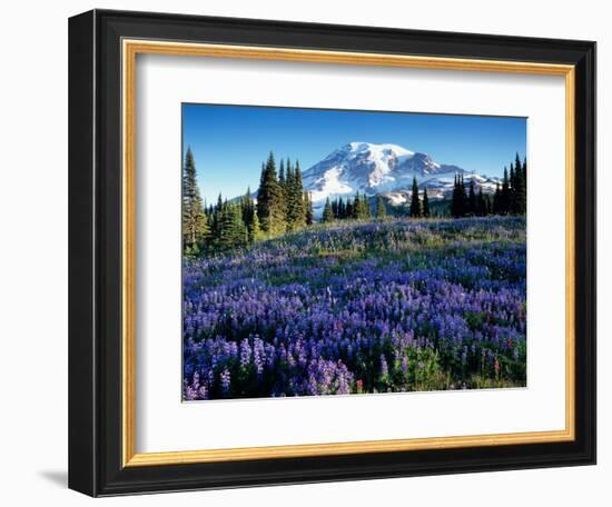 Mt. Rainier from Mazama Ridge, Mount Rainier National Park, Washington, USA-Jamie & Judy Wild-Framed Photographic Print