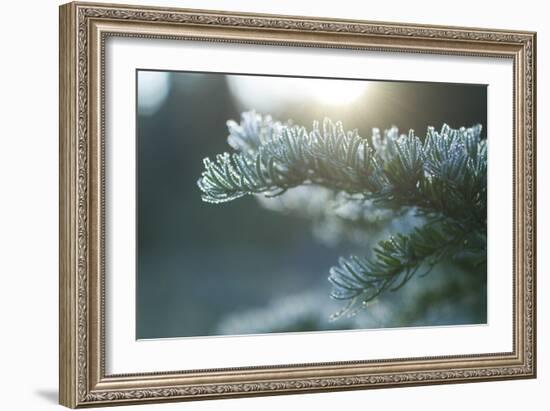 Mt. Rainier National Park, WA-Justin Bailie-Framed Photographic Print