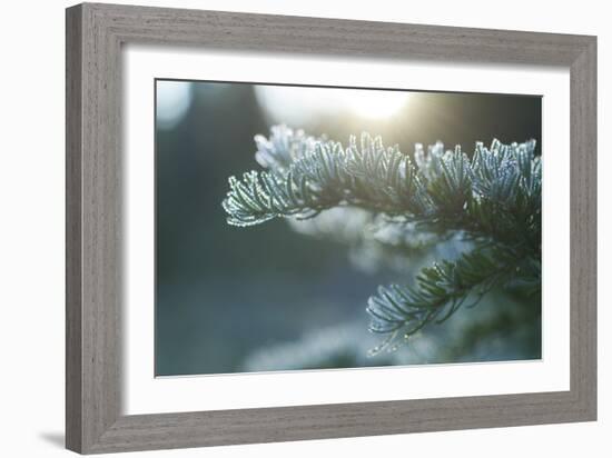 Mt. Rainier National Park, WA-Justin Bailie-Framed Photographic Print