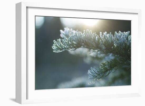 Mt. Rainier National Park, WA-Justin Bailie-Framed Photographic Print