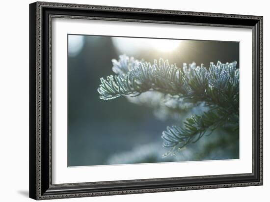 Mt. Rainier National Park, WA-Justin Bailie-Framed Photographic Print