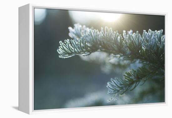 Mt. Rainier National Park, WA-Justin Bailie-Framed Premier Image Canvas