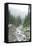 Mt. Rainier National Park, WA-Justin Bailie-Framed Premier Image Canvas