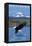 Mt. Rainier National Park, Washington, Eagle Fishing-Lantern Press-Framed Stretched Canvas