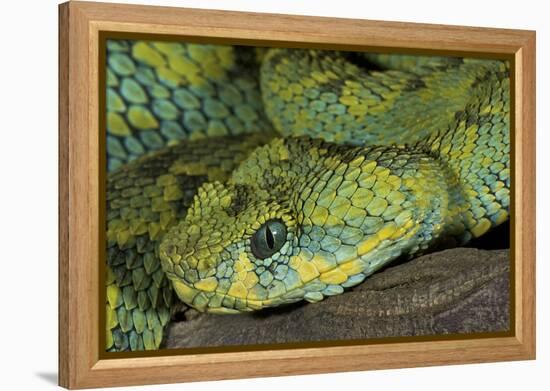 Mt Rungwe Bush Viper-null-Framed Premier Image Canvas