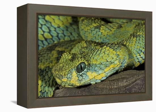 Mt Rungwe Bush Viper-null-Framed Premier Image Canvas