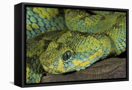 Mt Rungwe Bush Viper-null-Framed Premier Image Canvas