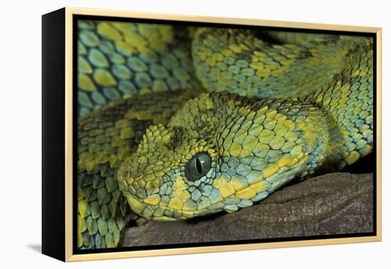 Mt Rungwe Bush Viper-null-Framed Premier Image Canvas