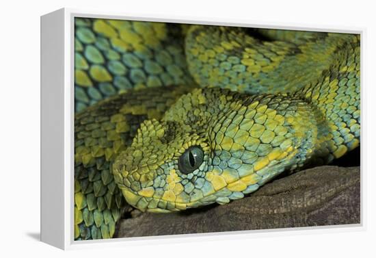 Mt Rungwe Bush Viper-null-Framed Premier Image Canvas