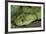 Mt Rungwe Bush Viper-null-Framed Photographic Print