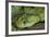 Mt Rungwe Bush Viper-null-Framed Photographic Print