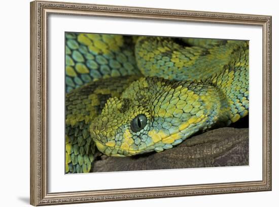 Mt Rungwe Bush Viper-null-Framed Photographic Print