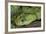 Mt Rungwe Bush Viper-null-Framed Photographic Print