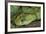 Mt Rungwe Bush Viper-null-Framed Photographic Print