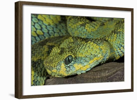 Mt Rungwe Bush Viper-null-Framed Photographic Print