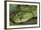 Mt Rungwe Bush Viper-null-Framed Photographic Print