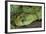 Mt Rungwe Bush Viper-null-Framed Photographic Print