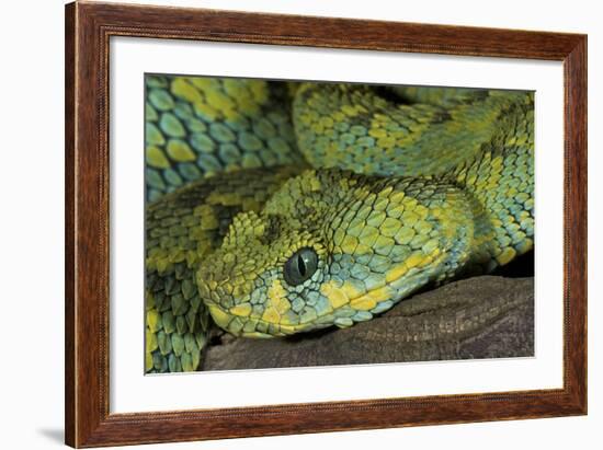 Mt Rungwe Bush Viper-null-Framed Photographic Print