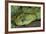 Mt Rungwe Bush Viper-null-Framed Photographic Print