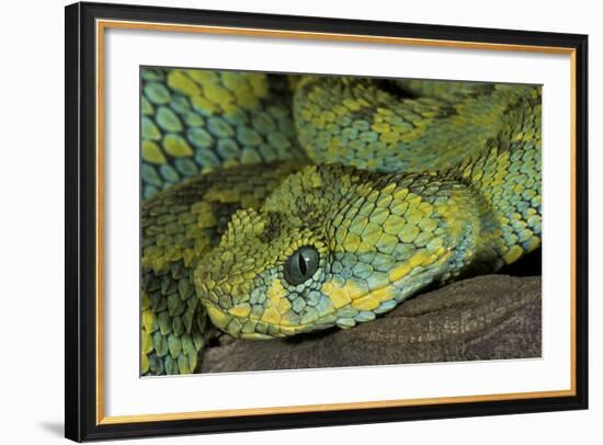 Mt Rungwe Bush Viper-null-Framed Photographic Print