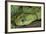 Mt Rungwe Bush Viper-null-Framed Photographic Print