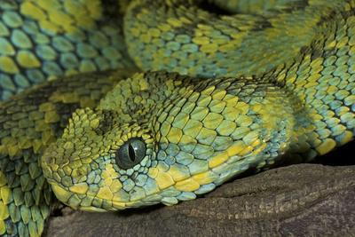 Western bush viper (Atheris chlorechis) close-up, captive (native to  Western Africa) Stock Photo