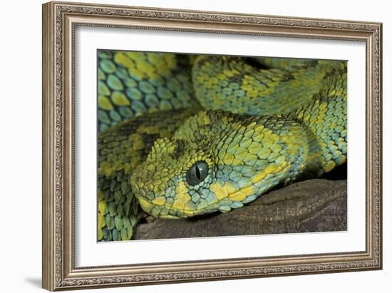 Mt Rungwe Bush Viper-null-Framed Photographic Print