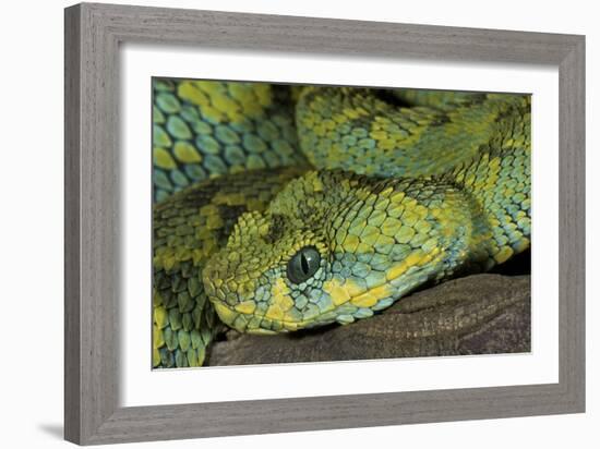 Mt Rungwe Bush Viper-null-Framed Photographic Print