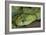 Mt Rungwe Bush Viper-null-Framed Photographic Print