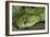 Mt Rungwe Bush Viper-null-Framed Photographic Print