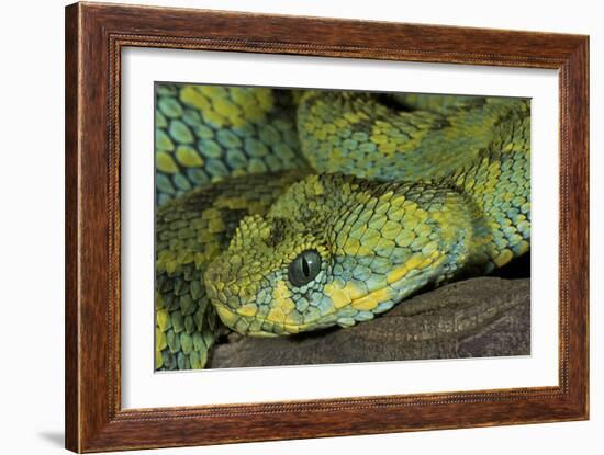 Mt Rungwe Bush Viper-null-Framed Photographic Print