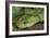 Mt Rungwe Bush Viper-null-Framed Photographic Print