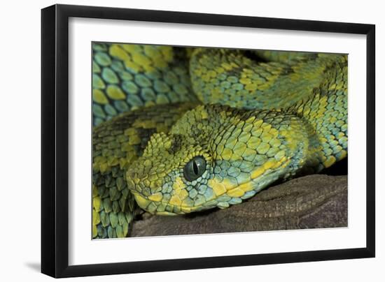 Mt Rungwe Bush Viper-null-Framed Photographic Print